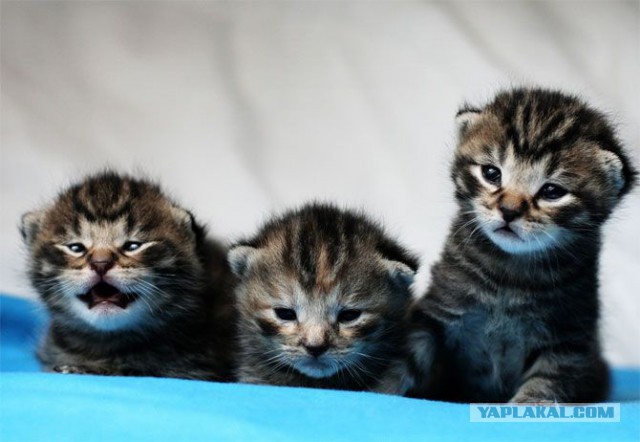 Хоть и не котовторник