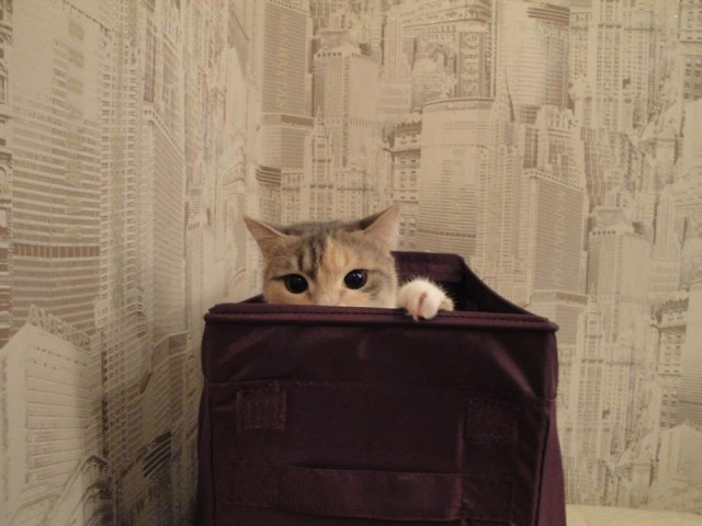 Котовторник