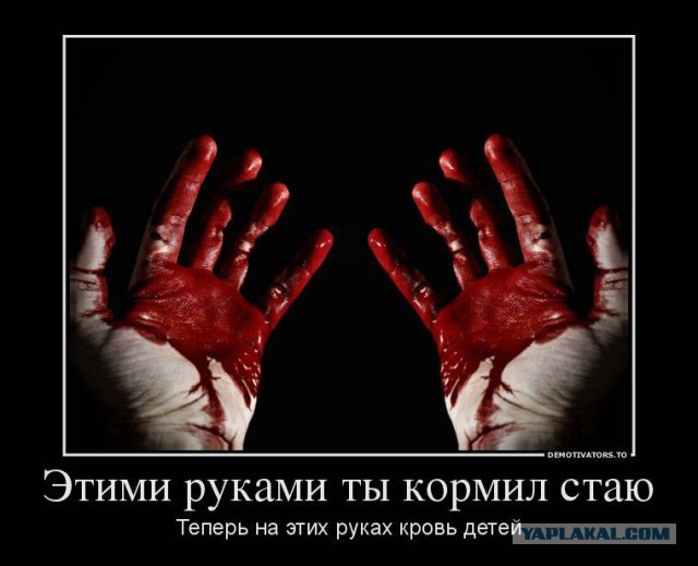 Нападение бродячих собак в Перми