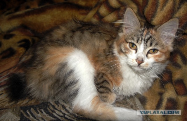 Котовторник