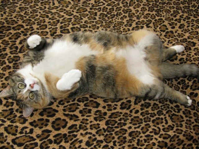 Котовторник - начало