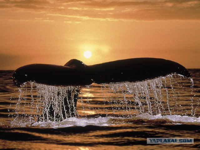 Всем нашим встречам,  увы, разлуки суждены...