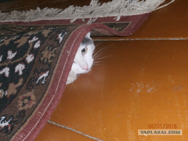 Выглядывающие коты