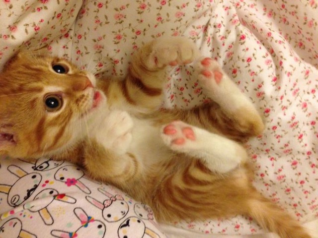 Коты из сети