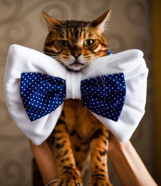 Коты из сети