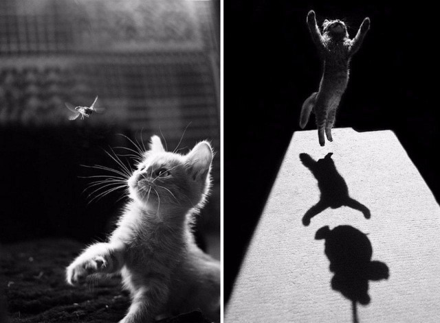 Коты и Кошки
