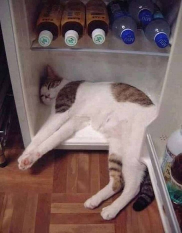 Коты и Кошки