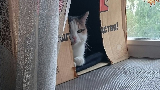 Коты и Кошки