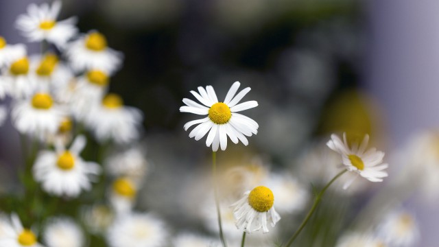 Просто Природа