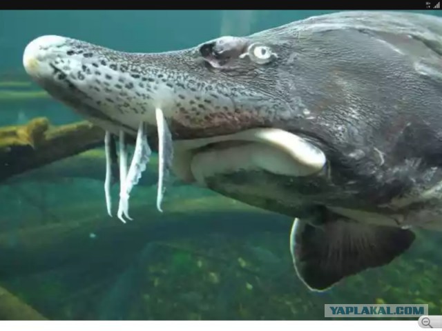 Почему сомы считаются аллигаторами российских рек