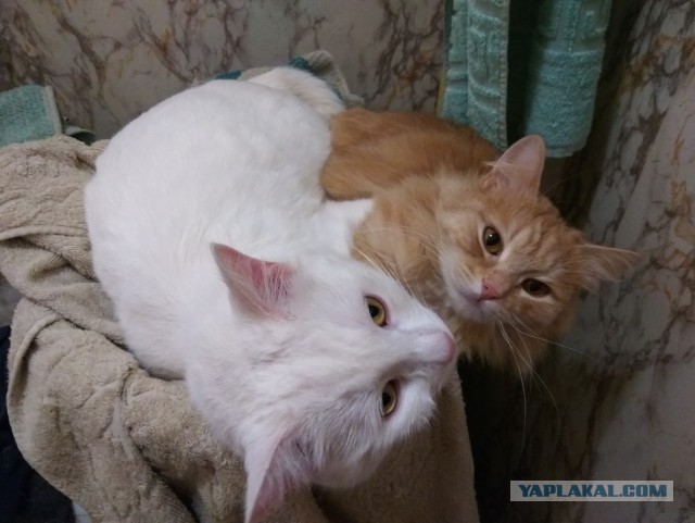 Котовторник  13.02.2018