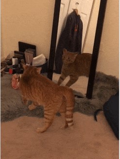 Хоба как могу