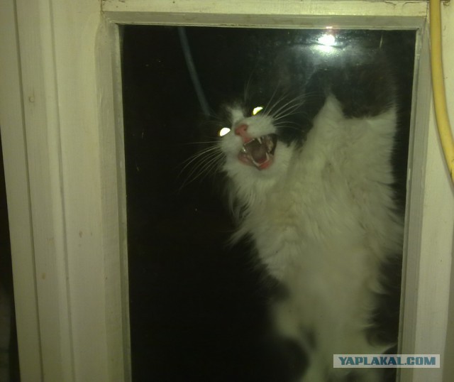 Котовторник 13.03.2018