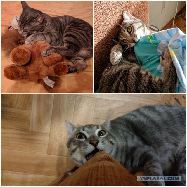 Котовторник 27.03.2018