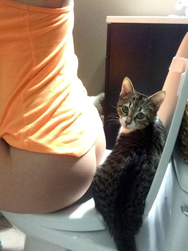 Прикольных котов пост