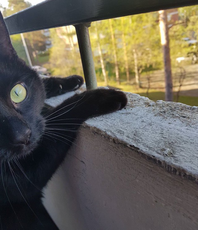 Увидел мир: неподдельные эмоции кота, впервые выпущенного на балкон