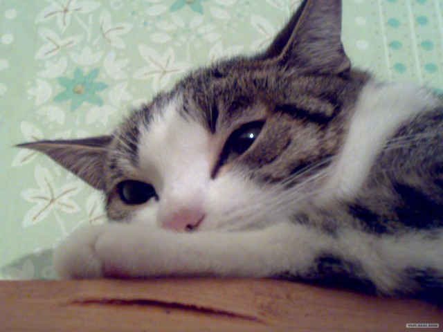 Котовторник (02.06.2009)
