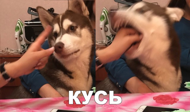 Нестандартный юмор