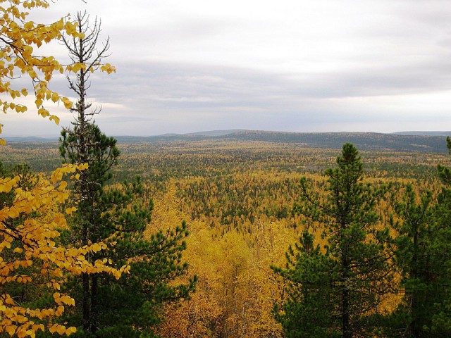 Осенняя тайга