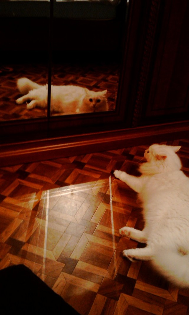 Котовторник - С праздником, котоводы!