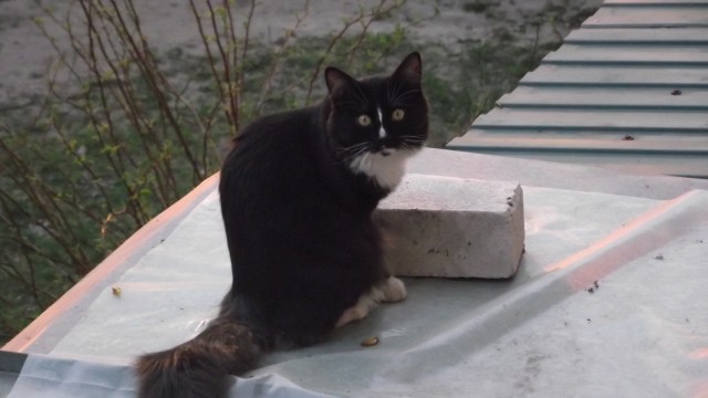 Котовторник стартует