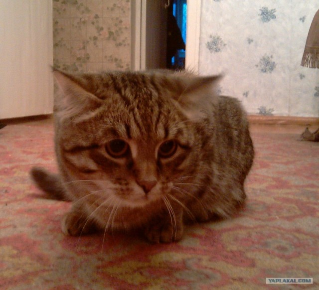 Начинаем котовторник!