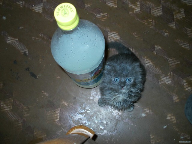 Котовторник  07.06.11
