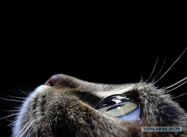 Первый котовторник июля