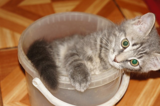 Котовторник 13.12.11 - магическе числа