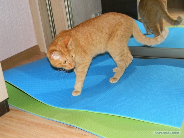 Котовторник (31.01.2012)