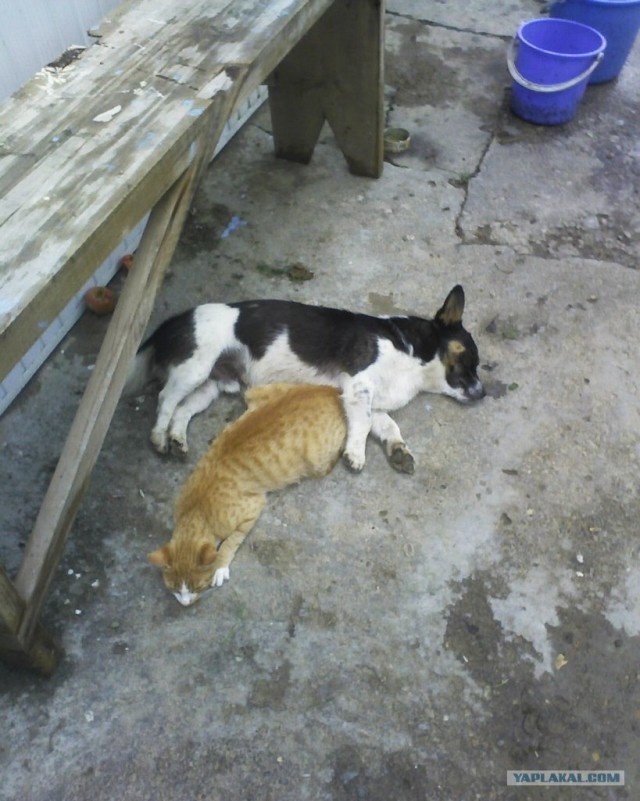 Котовторник (21.02.2012)