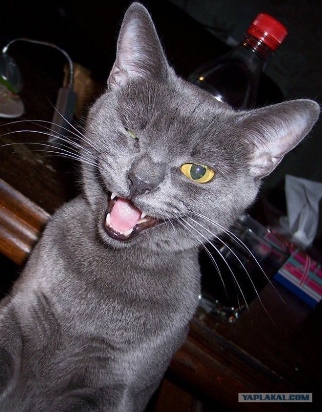 Котовторник 27.03.2012