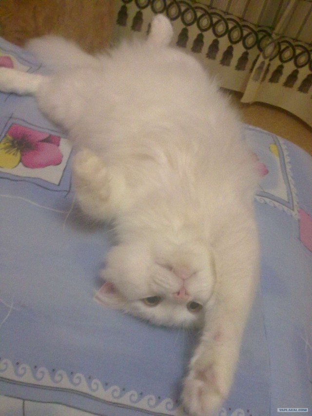 Котовторник  от 3.04.2012