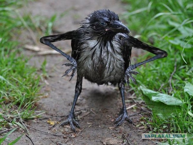 Сон в новогоднюю ночь