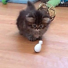 Да упадешь ты или нет, в конце концов?!