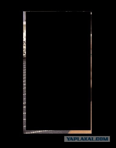 Убийство котенка