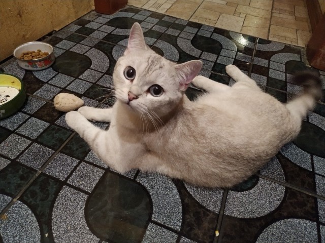 Забавные фото котеек