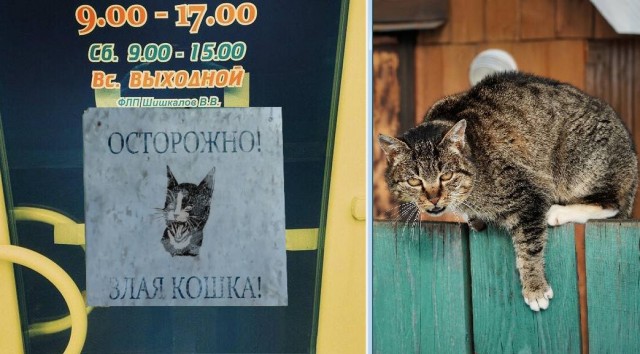 Киска съела пёсика..