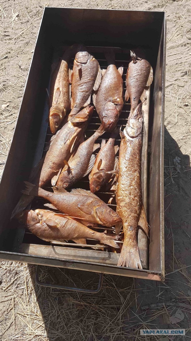 Эх, эта рыбалка