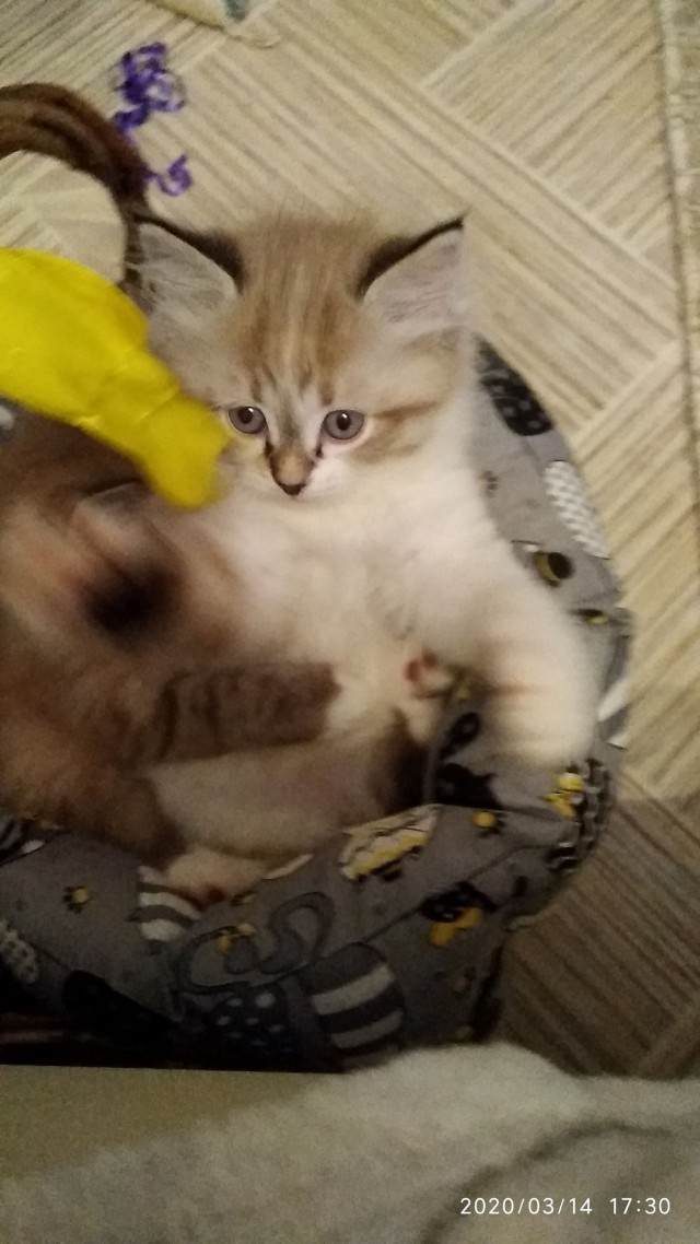 Котики