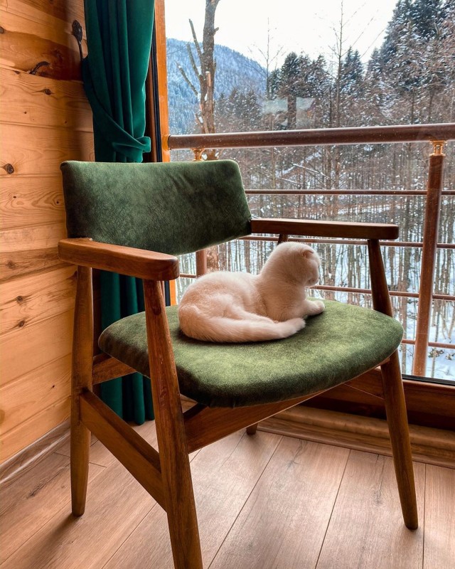 Коты из сети