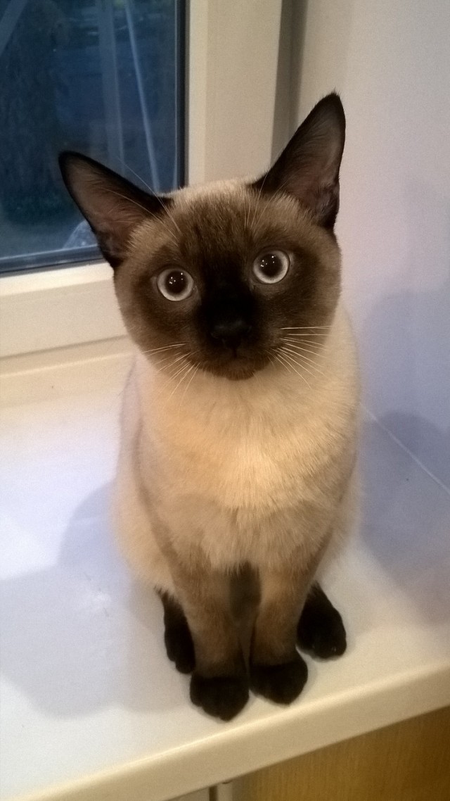 Давайте по котикам, которые с нами на самоизоляции