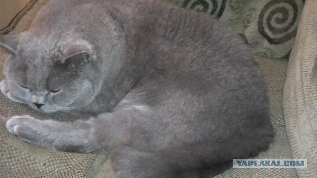 Я держался до последнего... но согласился на котенка