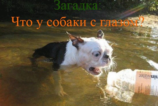 Хозяин, ты что?