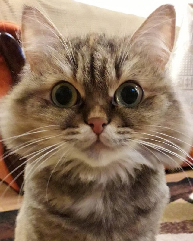 Коты есть коты