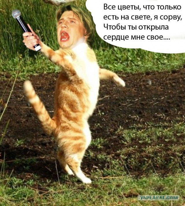 Кот поёт