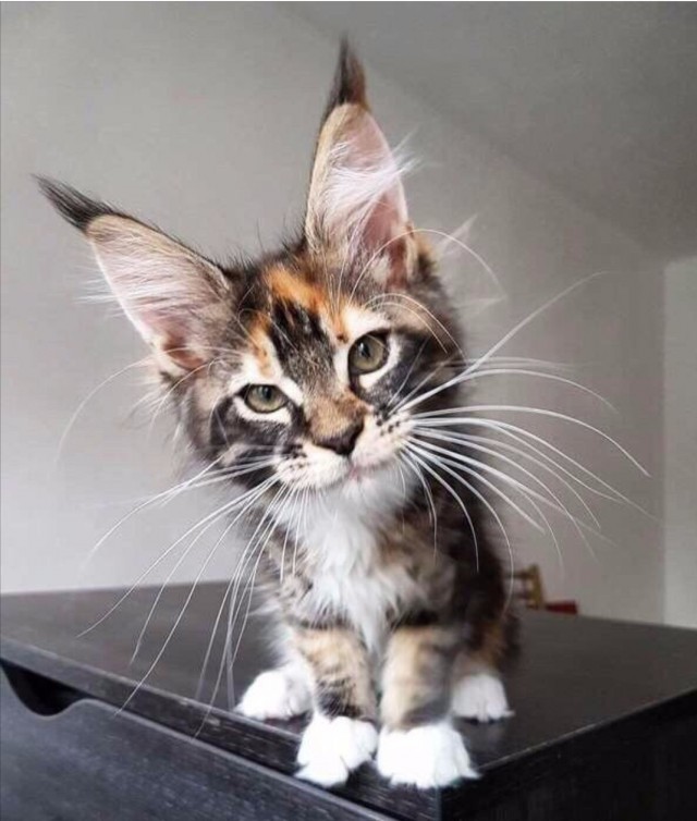 Моя красотка