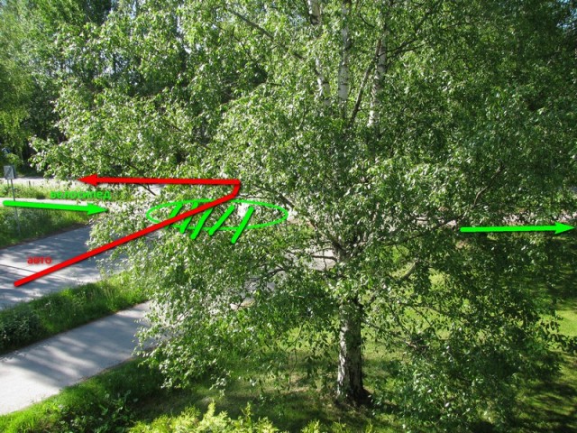 Пешеход на дороге будет всегда прав?