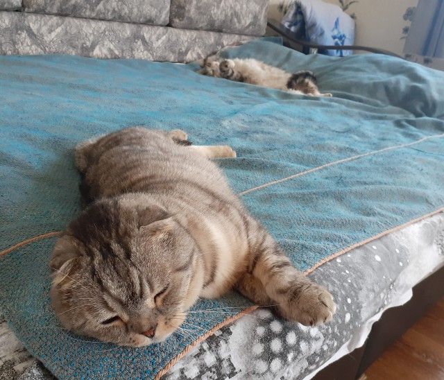 Котовторник же!