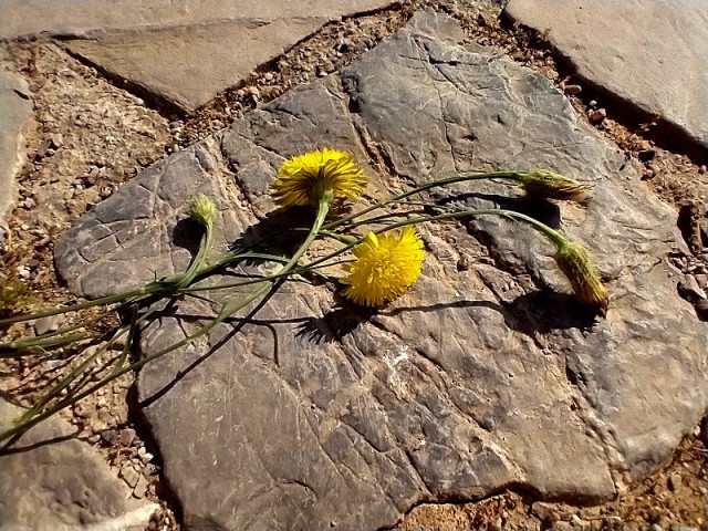 Апельсиняя рыба